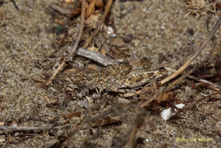 Un Ortottero Acridide: Sphingonotus caerulans